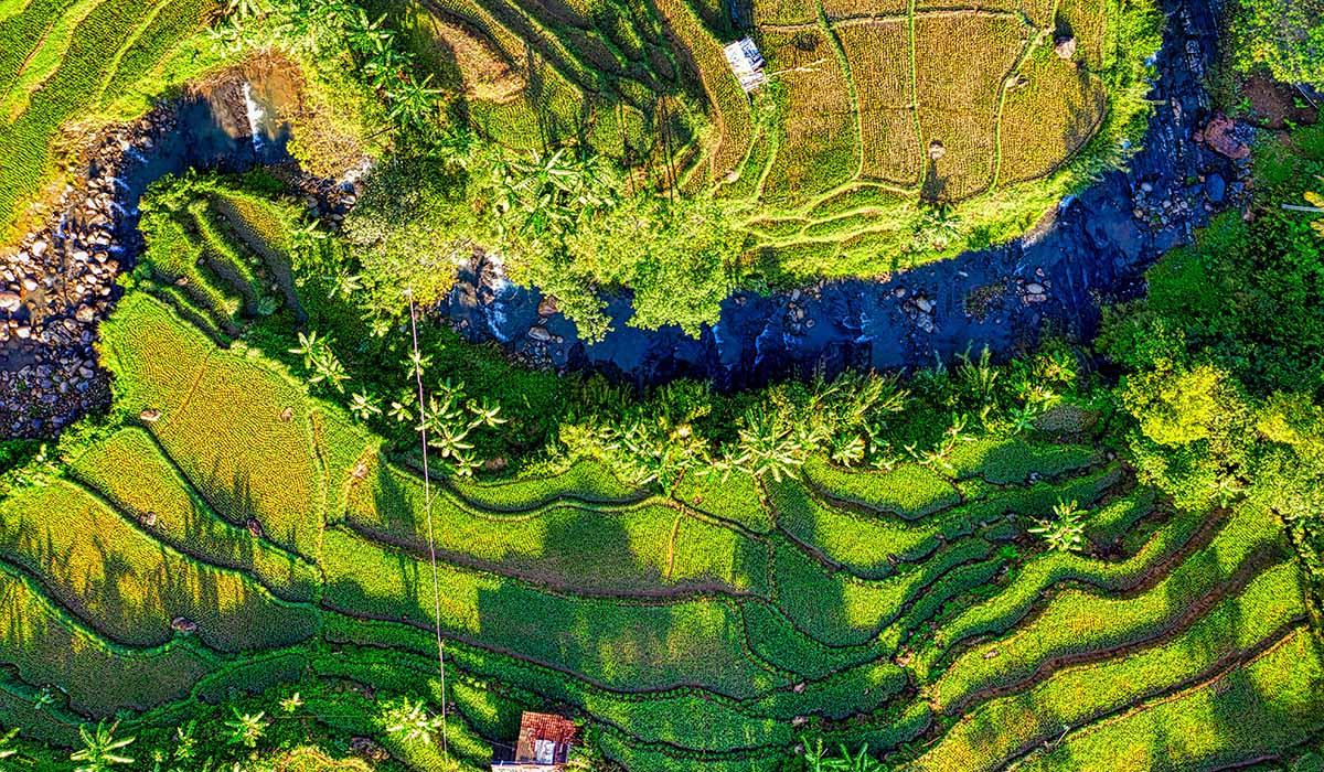 background is the cosmos and foxglove flowers 