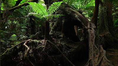 Local Blooms Leadership Call